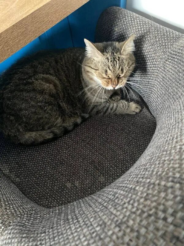 друзья кота коржика