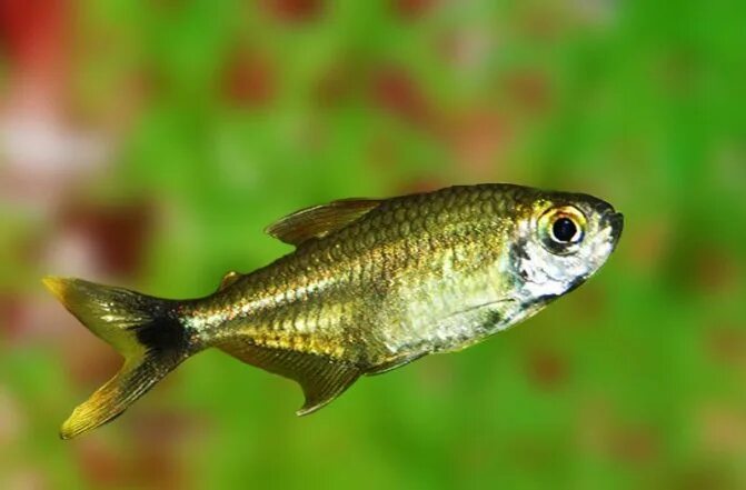 Тетра огненная аквариумная. Тетра медная хасемания. Орнатус черный фантом. Тетра видео. Тетра бриллиантовая рыбка аквариумная.