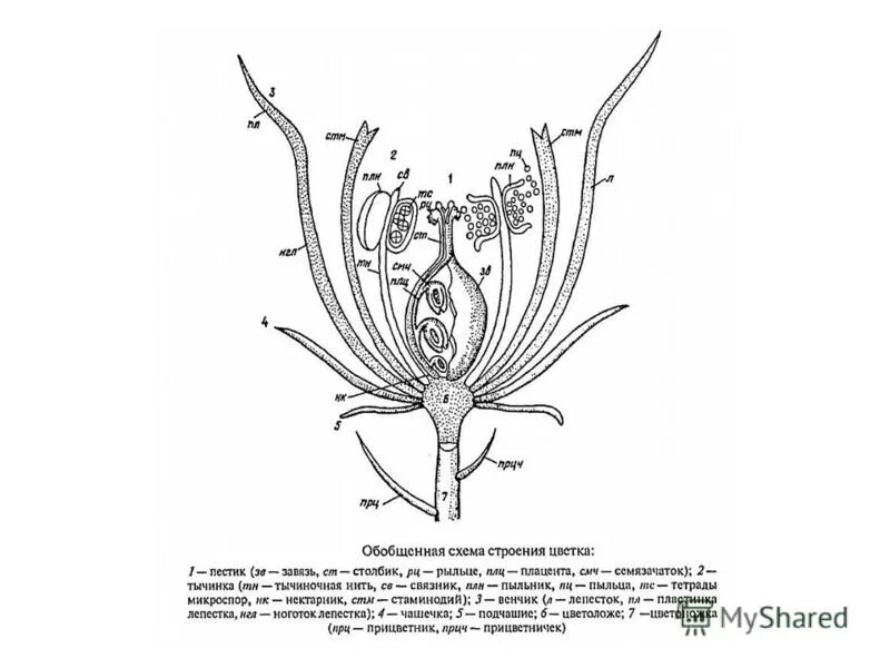 Схема строения цветка пестик. Обобщенная схема строения цветка. Строение пестика ботаника. Составные части пестика цветка. Строение цветка самостоятельная