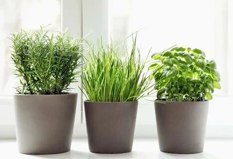 Plant photo