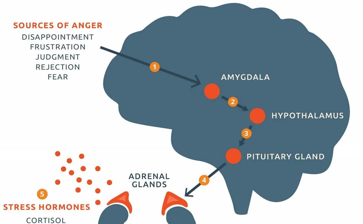 Выброс гормонов стресса. Гормоны стресса адреналин норадреналин кортизол. Гормон гнева. Гормоны стресса в надпочечниках. Мозг гормон стресса.