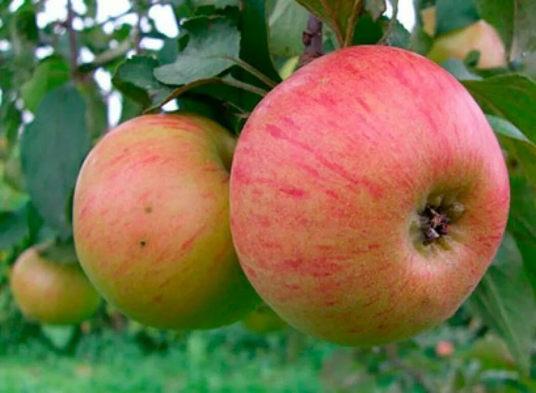 Самые ранние яблоки. Яблоня сорт Медуница. Саженцы яблоня Медуница. Яблоня полукарликовая Медуница. Сорт яблони Коробовка.