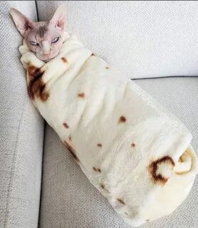 Кот шаурма