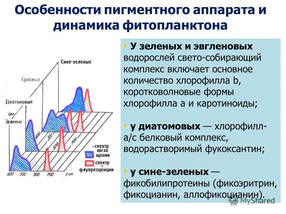 Численность зоопланктона. Фитопланктон это особенность. Хлорофиллы фитопланктона. Биомасса фитопланктона. Особенности вертикального распределения фитопланктона.