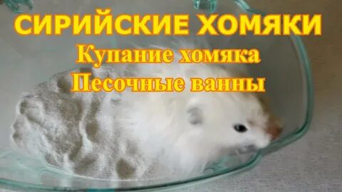 Зачем хомякам песок