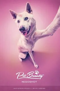 Рекламу pets