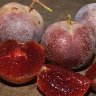 Слива какой фрукт