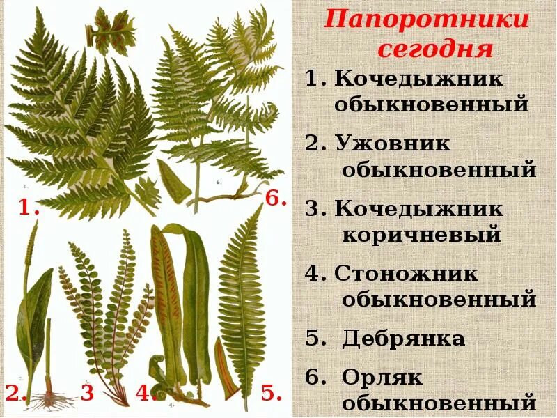 Папоротники конспект