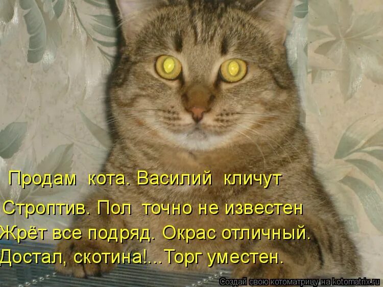 дайте колбасы. беру колбасой. дайте колбасы. дай колбасу. когда пофиг на новый год.