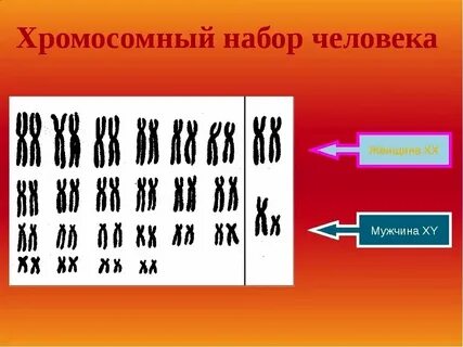 Сколько аутосом содержится в яйцеклетке