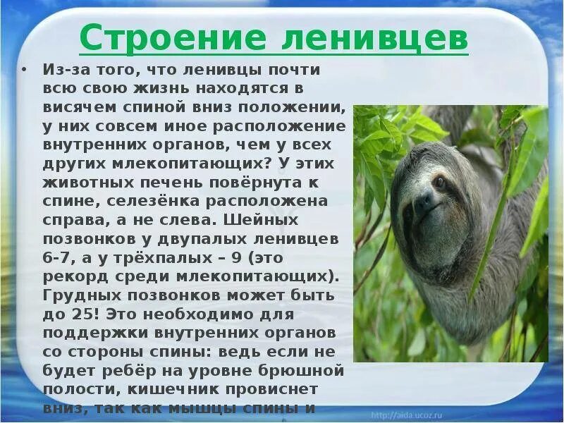 Где обитает ленивец на каком материке. Ленивец доклад. Строение ленивца. Ленивец доклад 3 класс. Факты о ленивцах.