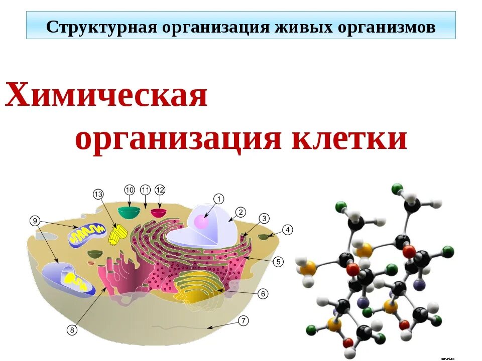 Химические соединения биология