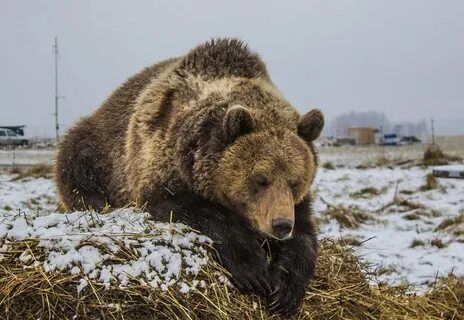 Сайт медвежонок