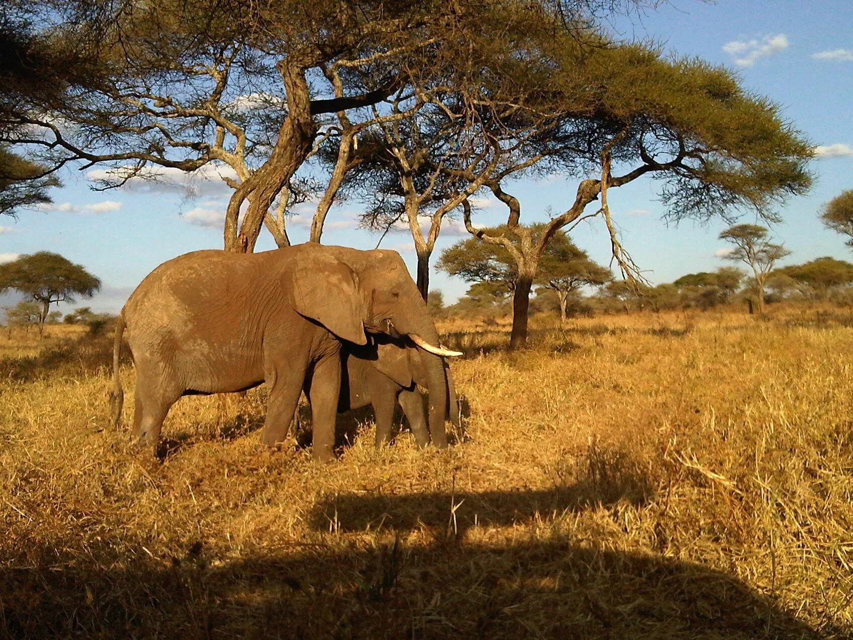 Trip africa. Кения сафари. Парк Абердаре Кения. Сафари в Африке. Национальный парк Тарангире животные.