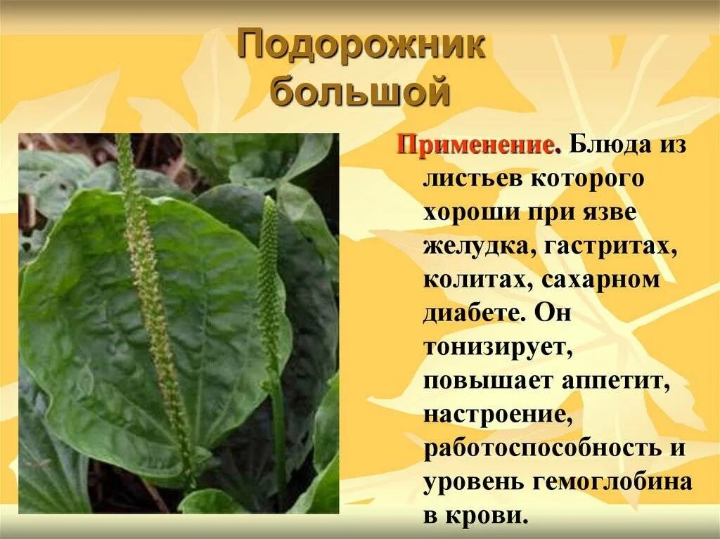 Целебные свойства подорожника. Родина подорожника. Подорожник растение Новосибирск. Подорожник кровоостанавливающее средство. Подорожник большой семена описание.