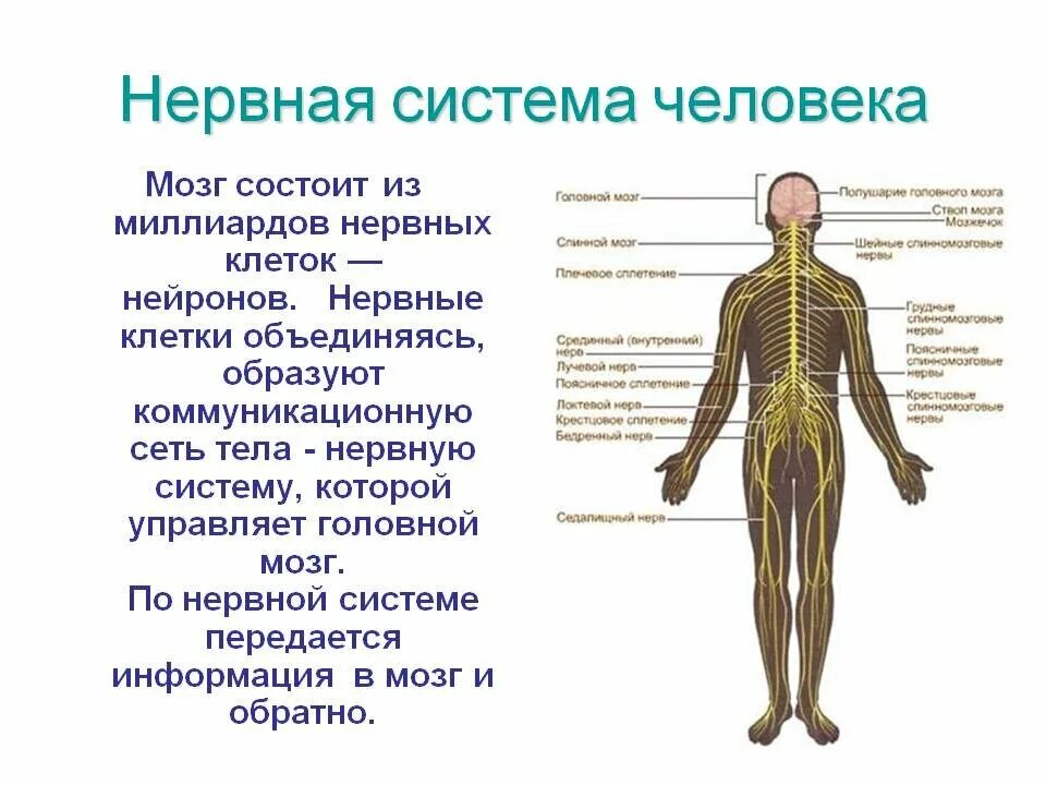 Строение нервной системы человека. Система органов человека нервная система. Из чего состоит нервная система человека органы. Схема деятельности нервной системы человека