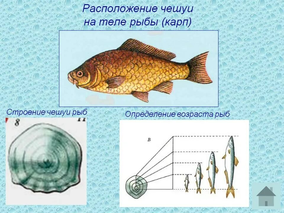 Рыба урок биология. Строение рыбы. Строение тела карпа. Строение тела рыбы. Возраст рыбы по чешуе.