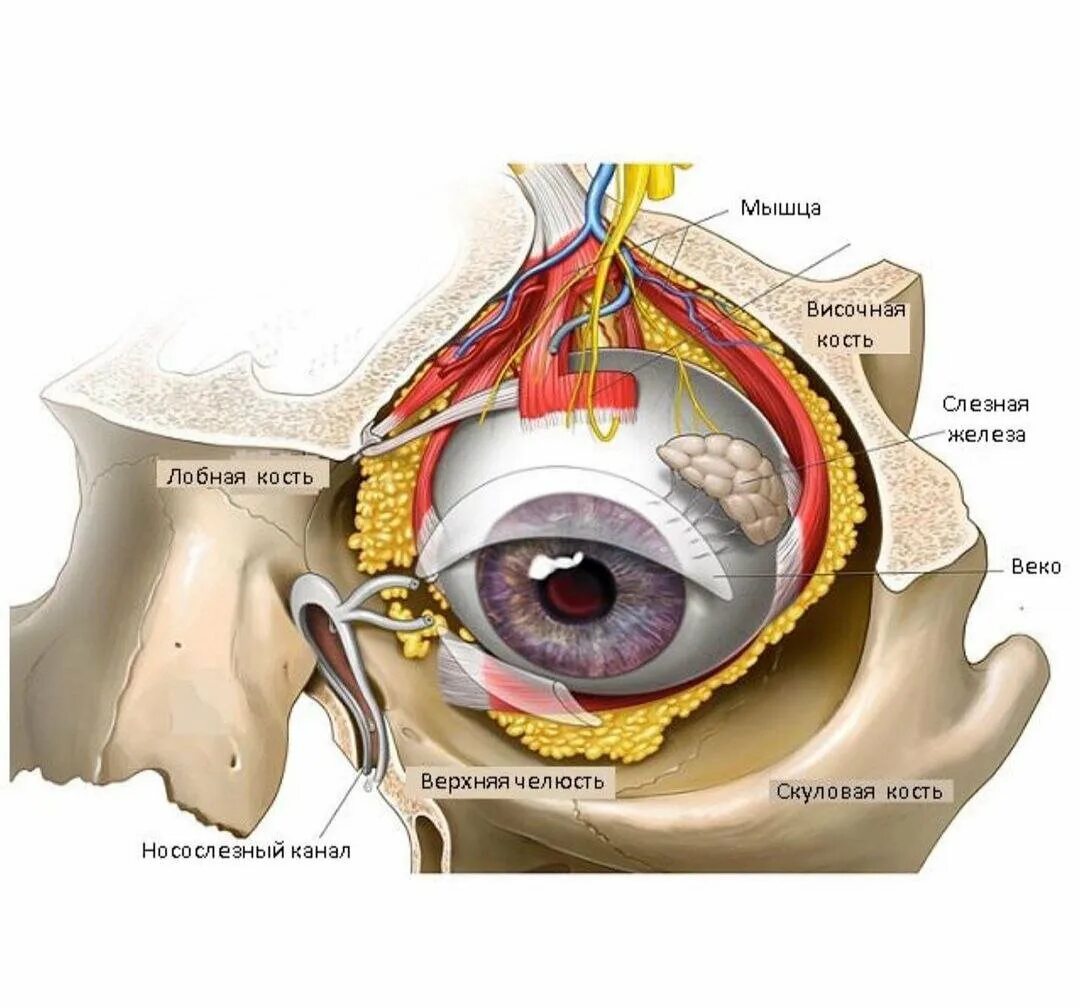 Медиальная стенка глазницы анатомия. Глаз в глазнице анатомия. Глазничная перегородка анатомия. Глазница анатомия человека. Глазная впадина 6 букв