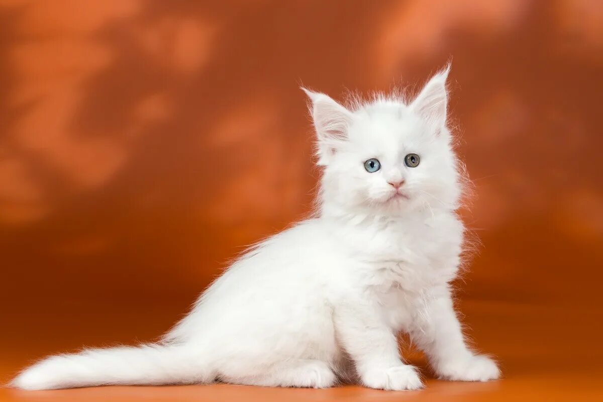 Мейн кун белый котенок. Белые мейн куны. Мейн кун белый кот. Мейн кун белый котенок. Мейн кун альбинос.