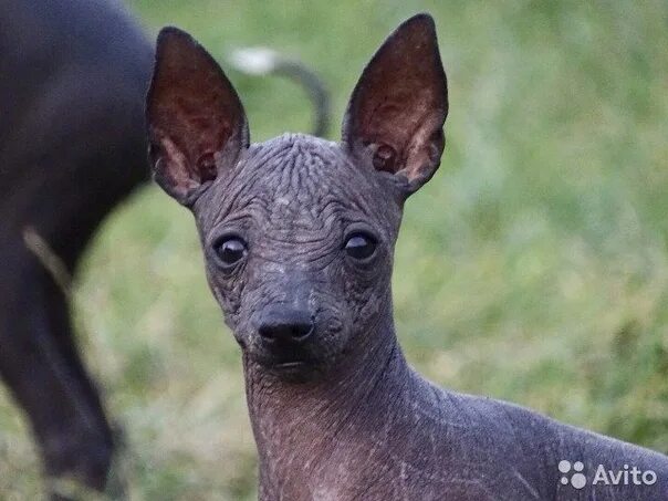 This Hairless Mexican Dog Has a Storied, Ancient Past Mexican hairless dog, Hair