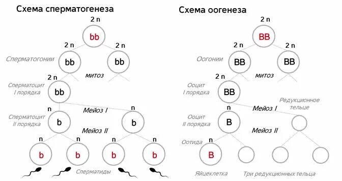 Какой набор хромосом при мейозе. Схема нерасхождения хромосом в гаметогенезе. Созревание яйцеклетки мейоз. Этапы сперматогенеза схема. Сперматоциты 2 порядка набор хромосом.