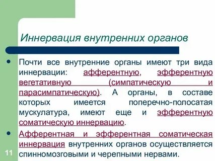 Что такое иннервация