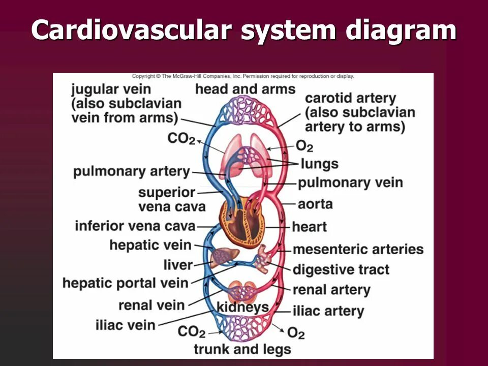 Cardiovascular System conclusion. Cardiovascular System Glossary. Cardiovascular System задания. Cardiovascular system