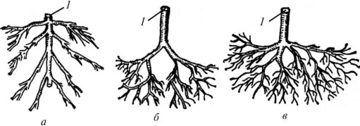 Магистральный тип ветвления сосудов. Магистральный тип ветвления сосудов. Типы ветвления сосудов. Ветвление сосудов. Типы ветвления артерий.