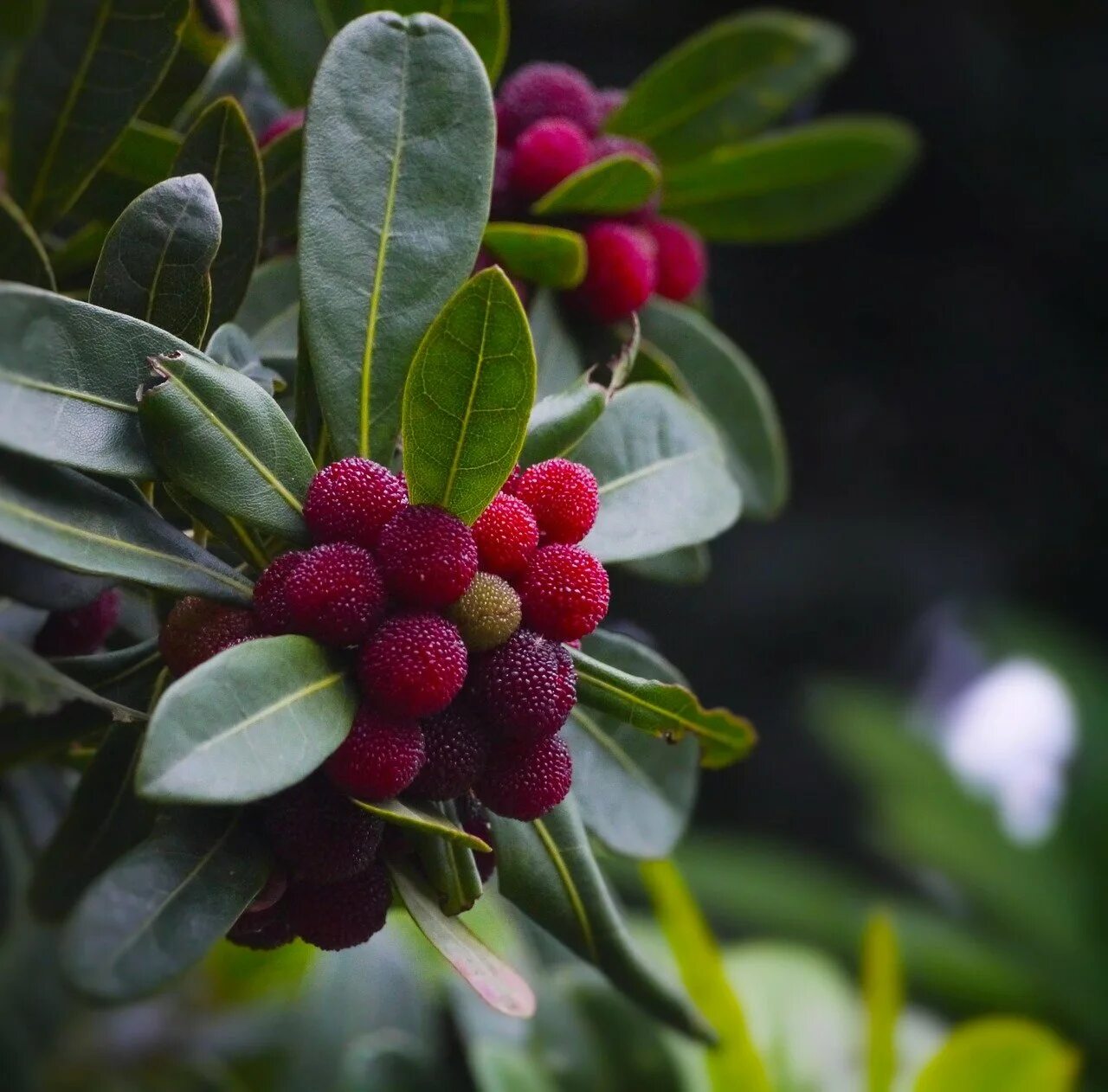 Восковница пенсильванская. Восковница болотная. Восковница myrica rubra. Восковница красная описание. Восковница красная описание.