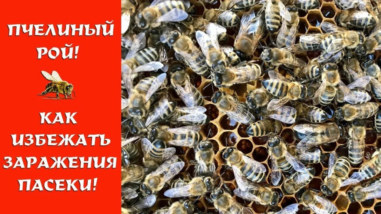 Заброс пчелы. Аудиокнига пчелиный рой слушать. Аудиокнига пчелиный рой слушать. Как снять рой с высокого дерева. Пчела прилетела.
