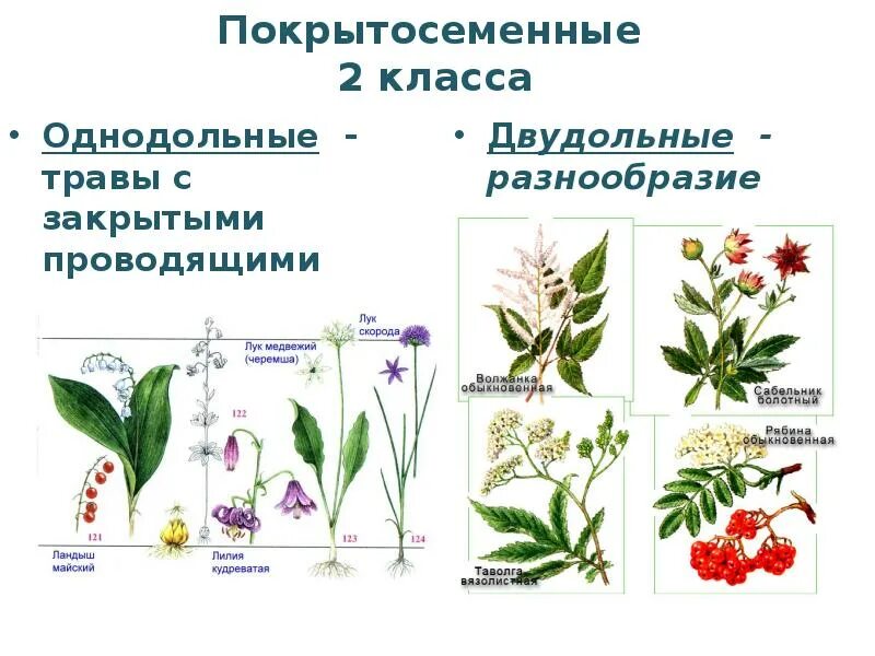 Классы покрытосеменных однодольные и двудольные. Покрытосеменные растения цветковые названия. Покрытосеменные и цветковые растения представители. Покрытосеменные растения таблица название растения. Однодольные цветковые растения.