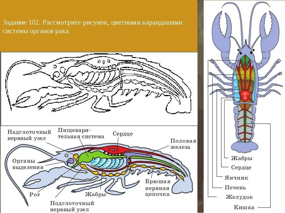 Какая часть рака отвечает за хватание