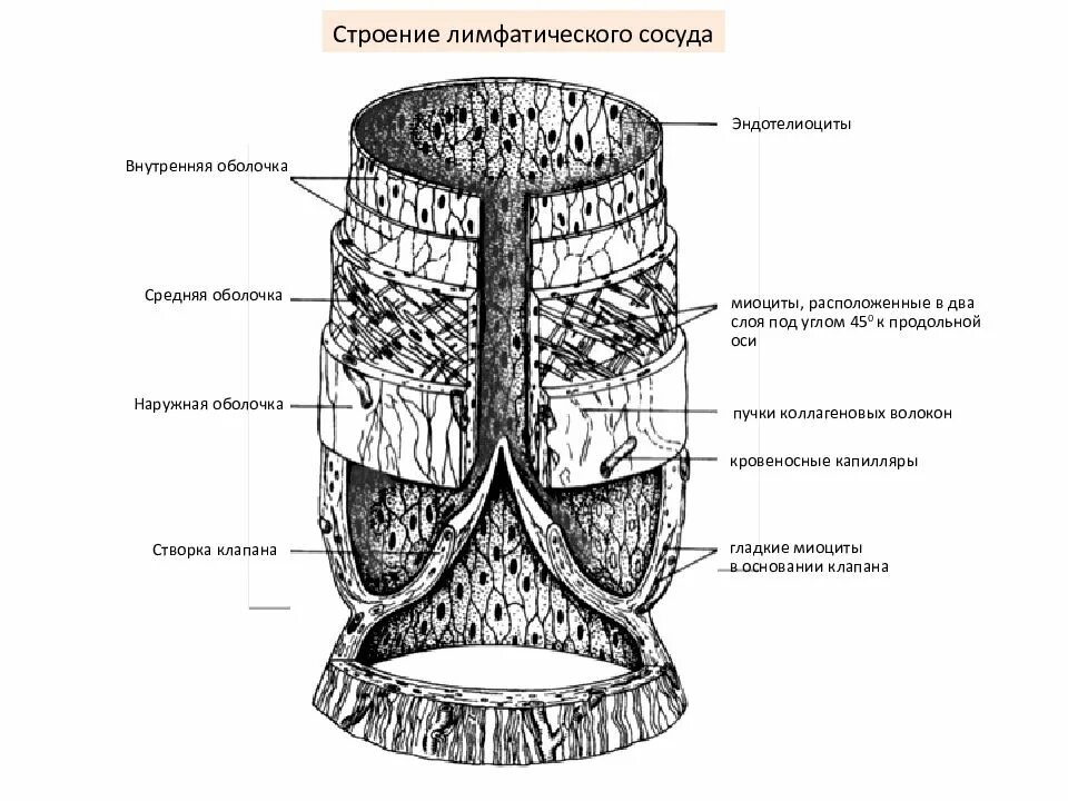 Строение лимфатического сосуда анатомия. Строение стенки лимфатических сосудов. Схема строения лимфатического сосуда. Строение лимфатических сосудов гистология. Стенка лимфатического сосуда