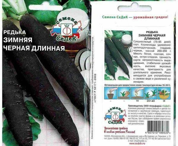 Когда сеять редьку черную