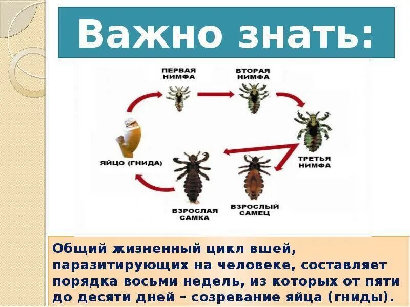 Через сколько вылупляется вша. Стадии жизненного цикла вшей. Жизненный цикл вшей и гнид на голове. Цикл развития вшей педикулез. Вши стадии развития по дням.