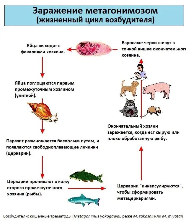 Жизненный цикл возбудителя. Metagonimus yokogawai жизненный цикл. Жизненный цикл ленточного червя схема. Схема жизненного цикла метагонимоза. Метагонимоз цикл развития.