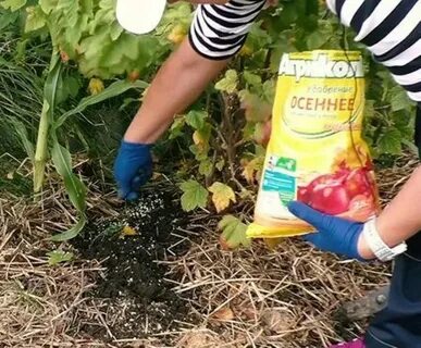 Осенью под крыжовник какие удобрения