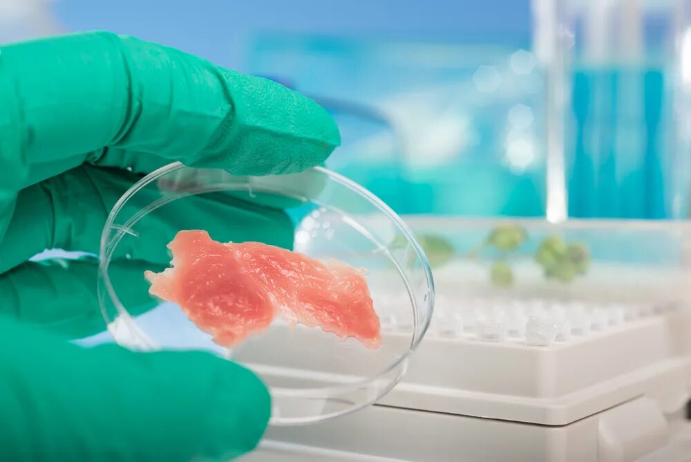 Лабораторные исследования мяса. Микроскопия мяса. Лабораторные исследования мяса. Микроскопия мяса. Микроскопия мяса.