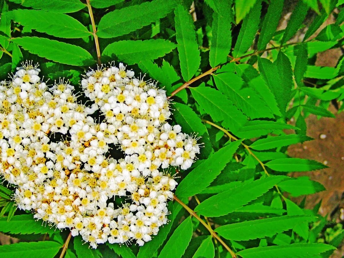 Рябина цветет. Sorbus aucuparia цветет. Рябина обыкновенная цветение. Рябина обыкновенная соцветие. Рябина Sorbus aucuparia Цветущая.