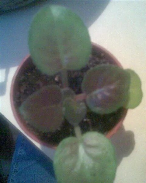 Фиалки без листьев. Фиалки без листьев. Сенполия листья. Сенполия фиалка листья. Что такое пяточка у черенка фиалки.