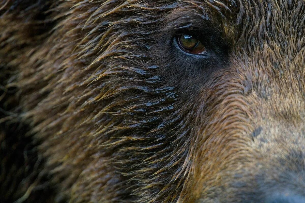 Bear s eye. Глаза медведя. Бурый медведь глаза. Глаза медведя фото. Кабаний глаз.