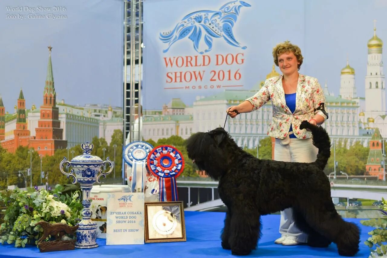 Выставка собак в москве 4 ноября 2025. World dog show 2025 победители. чемпионат мира 2016 собак москва. выставка собак в москве. world dog show 2016 победители.