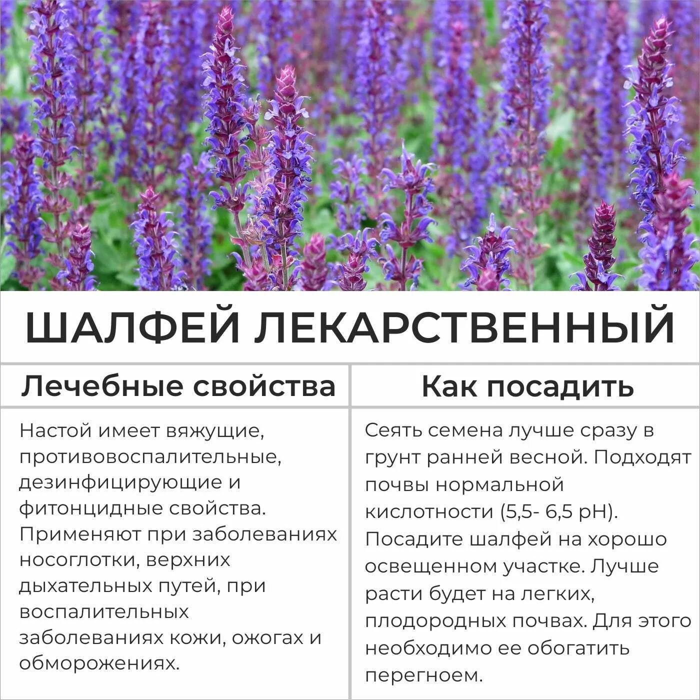 Шалфей лекарственный для женщ. Лечебные лекарственные растения. Сальвия чай. Шалфей чай польза и вред. Шалфей и тимьян.