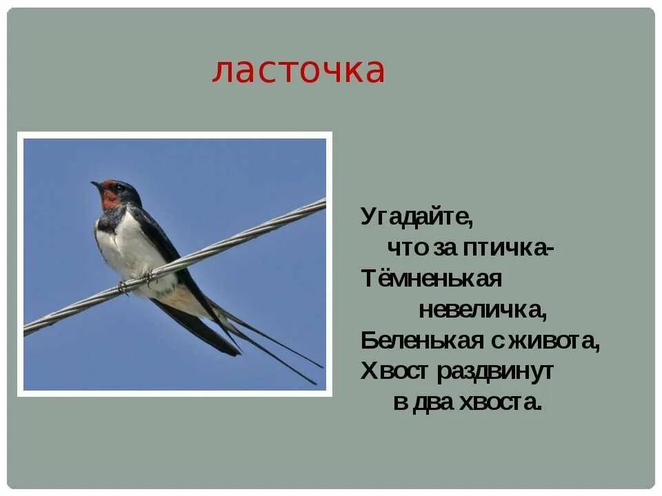 Где находится ласточка. Загадка про ласточку. Загадка про дласточкудля детей. Загадка про ласточку для детей. Загадки про птиц Ласточка.