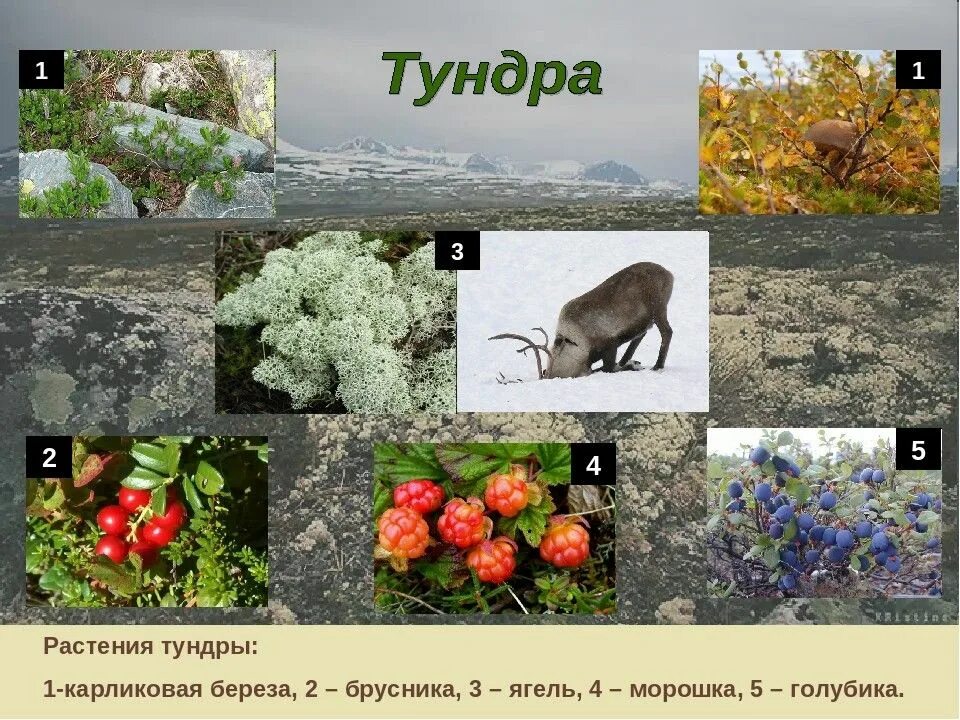 Растительном какой природной зоне