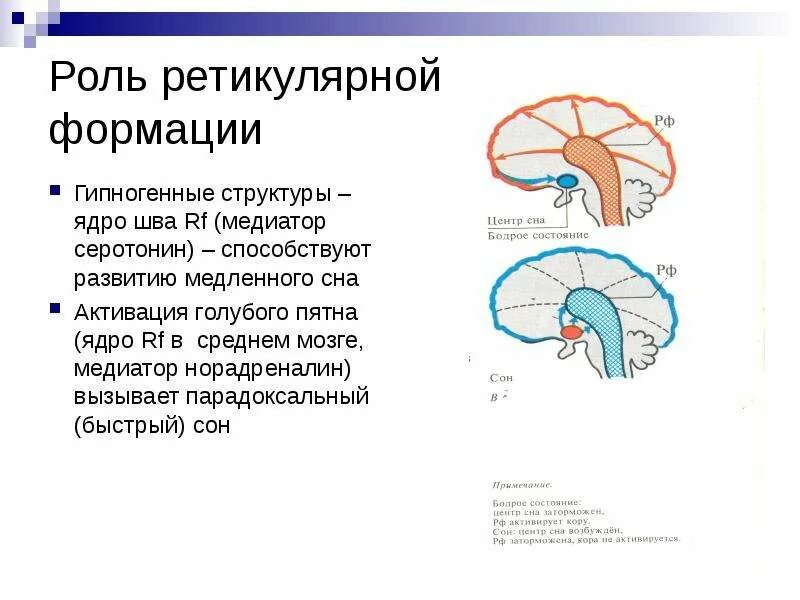 Функциональные состояния головного мозга. Рефлекторная активация ретикулярной формации. Рефлекторная функция ретикулярной формации. Ретикулярная формация мозга функции. Ретикулярная формация строение и функции.