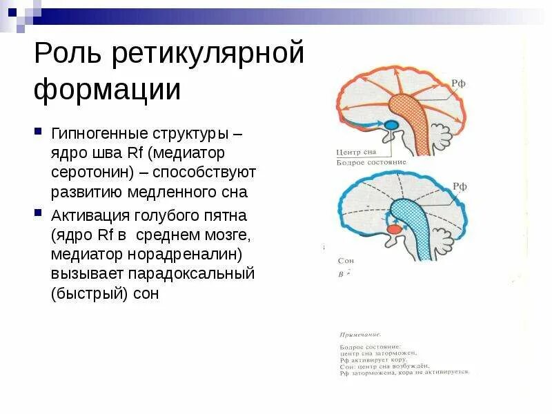 Ретикулярная формация мозга функции. Рефлекторная активация ретикулярной формации. рефлекторная функция ретикулярной формации. ретикулярная формация строение и функции. ретикулярная формация головного мозга.