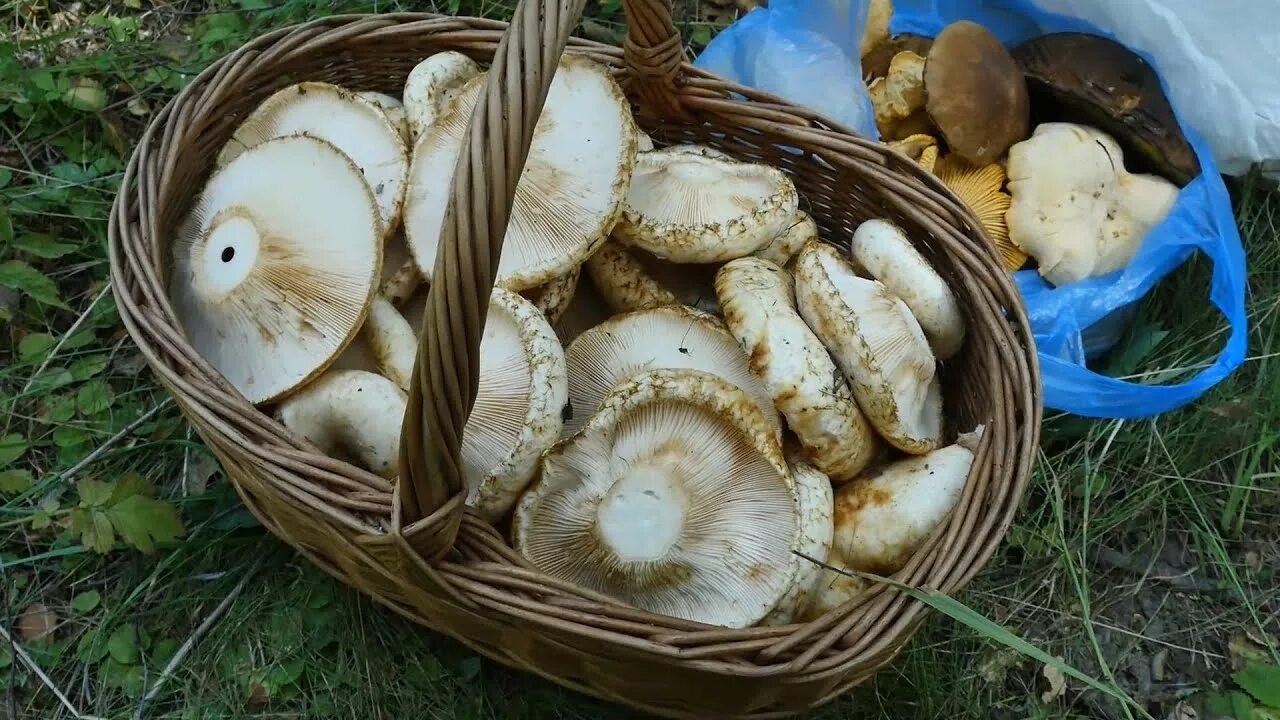 Заготовка груздей 5 букв. Груздь водянистозоновый (Lactarius aquizonatus). Гриб белый груздь. Грузди Сибирские. Грибы белый груздь опяток.