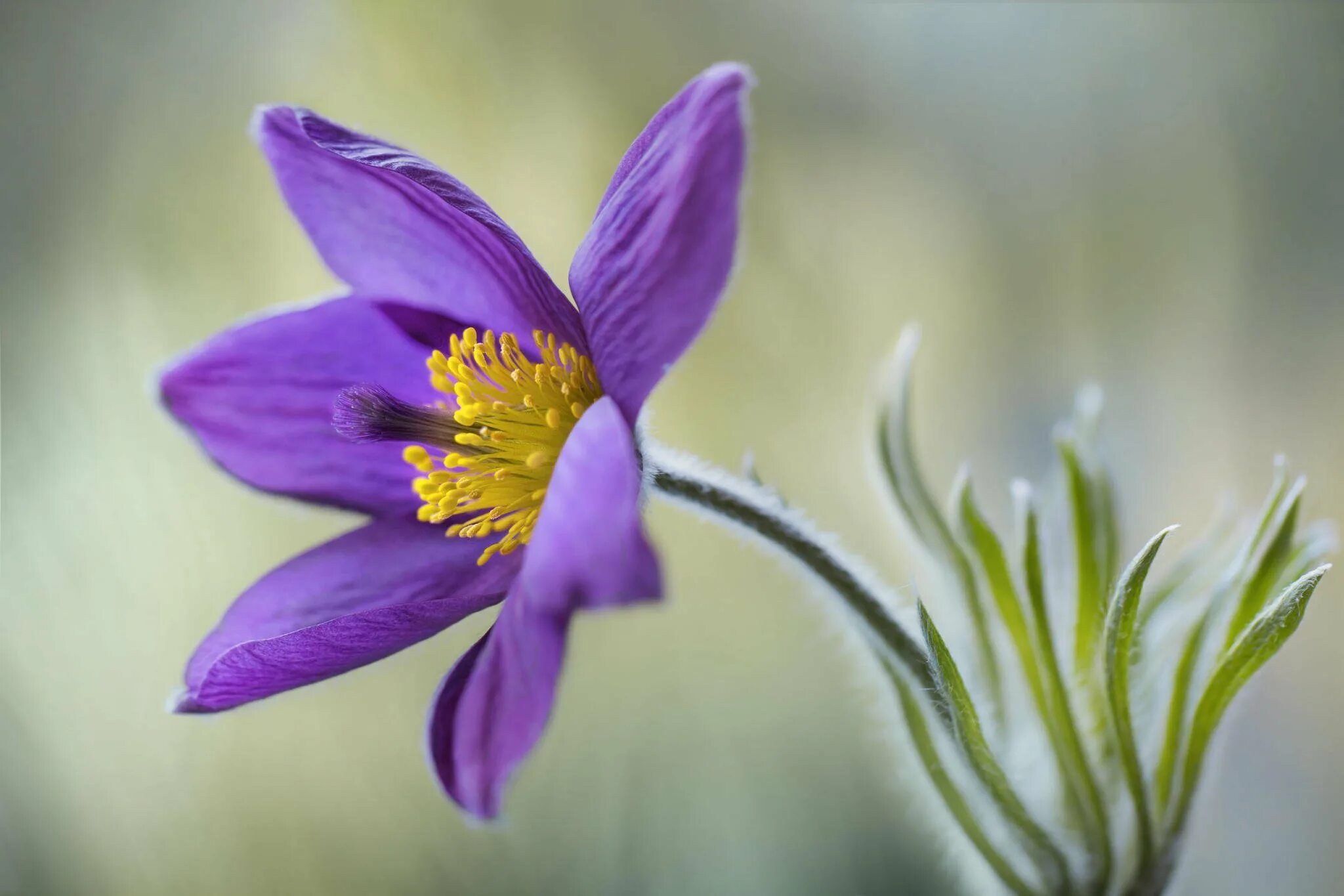 I a beautiful flower. Ветреница и сон трава. Прострел с анемоной. Фиолетовый цветок с желтой серединкой. Сиреневые цветы.