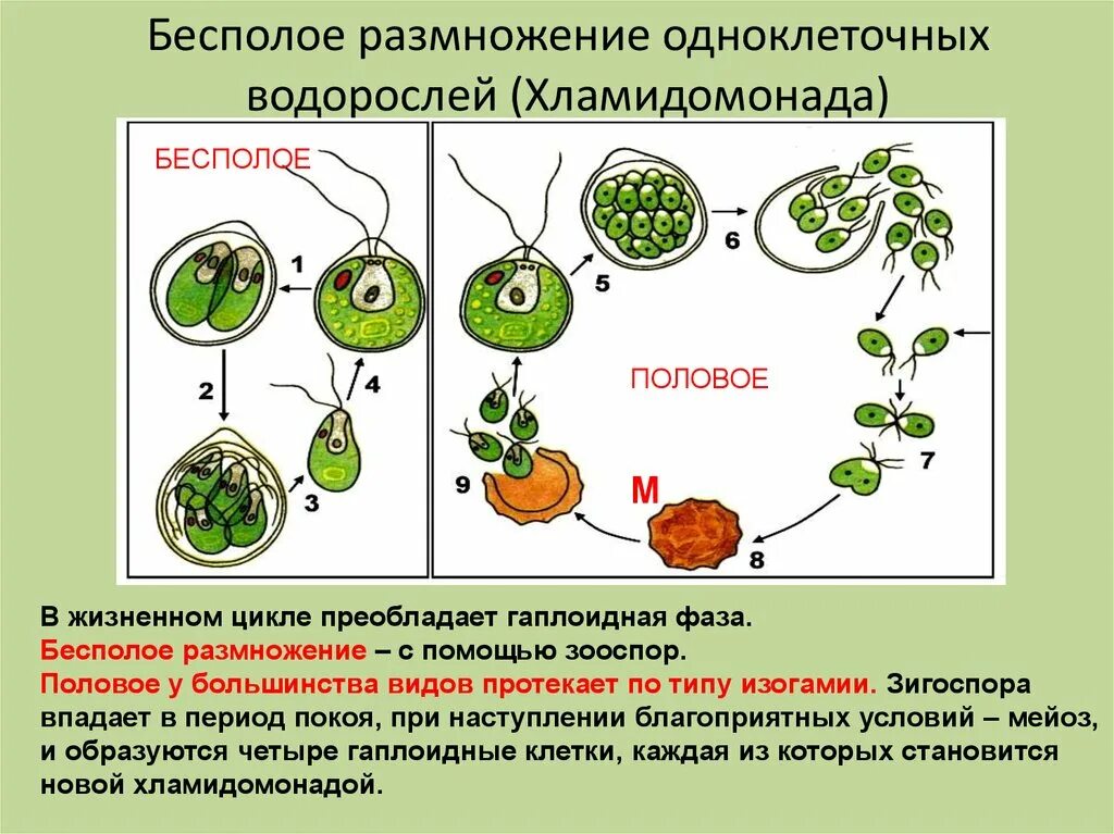 Хромосомы водорослей. Жизненный цикл хламидомонады схема. Половое размножение хламидомонады схема. Цикл размножения хламидомонады. Жизненный цикл одноклеточных водорослей схема.